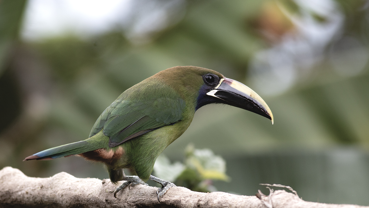 Northern Emerald-Toucanet